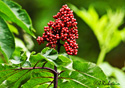 Sambucus racemosa